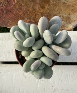 pachyphytum oviferum