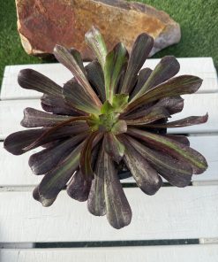 Aeonium big bang plus