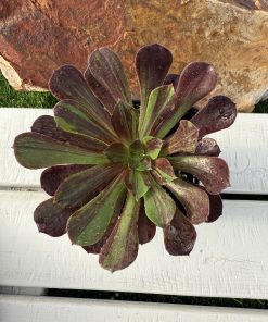 Aeonium Big bang plus