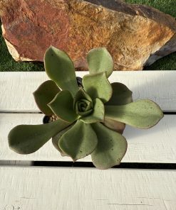 Aeonium NOBILE