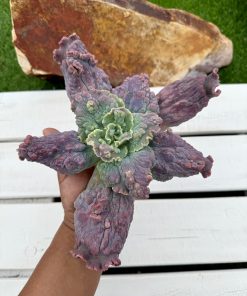 Echeveria Legiana