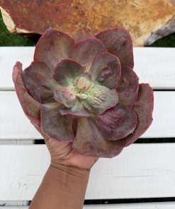 Echeveria Alligator