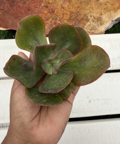 Echeveria Alligator