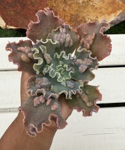 Echeveria Marjorie pogue F3