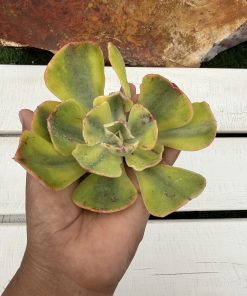 Echeveria Enfant variegata