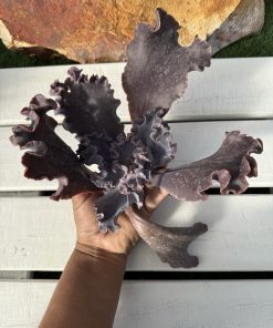 Echeveria Lavander frills
