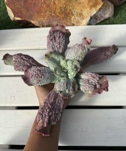 Echeveria Green emperor
