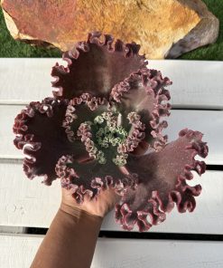 Echeveria Mademoiselle