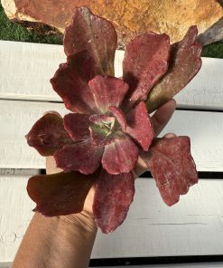 Echeveria ’Diamond state’