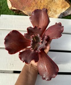 Echeveria Amethys