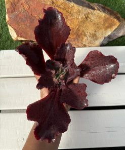 Echeveria Evening dress