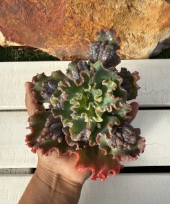 Echeveria  Verrugas