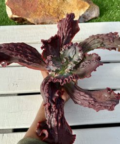 Echeveria One up