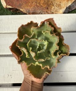 Echeveria Luyu