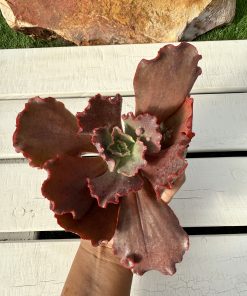 Echeveria Nubilum