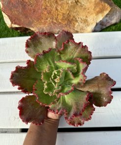 Echeveria Harry butterfield