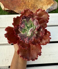 Echeveria Gibbiflora ‘diamond state’