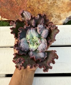 Echeveria Moonstone