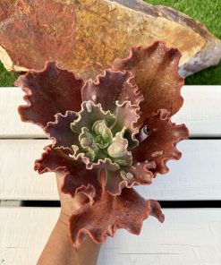 Echeveria Magic lamp