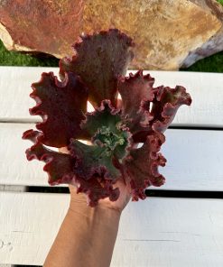 Echeveria Mauna loa