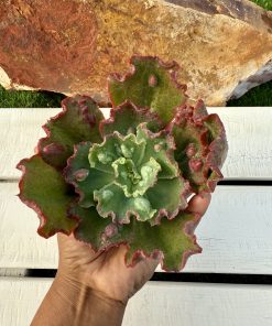 Echeveria Mid way