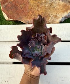 Echeveria Peony