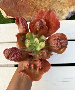 Echeveria cloe