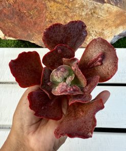 Echeveria concord