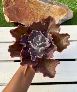 Echeveria Zihe