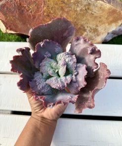 Echeveria Duende