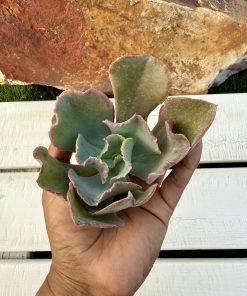Echeveria Queen dinny