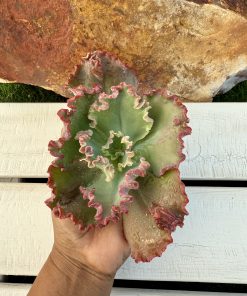 Echeveria marjorie pogue