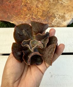 Echeveria Whiz kid