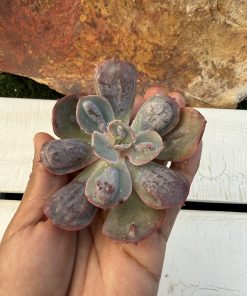 Echeveria Macarrón