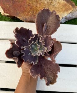 Echeveria purple horse