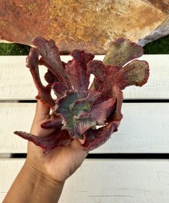 Echeveria Mauna loa mounstrosa