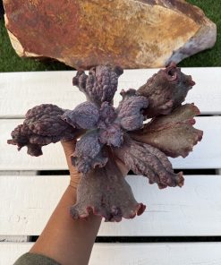 Echeveria gloaming
