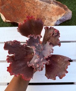 Echeveria purple haze