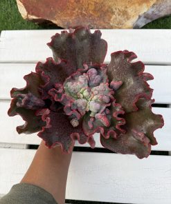 Echeveria Phoenix