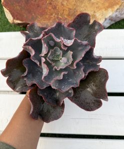 Echeveria Sun moon lake