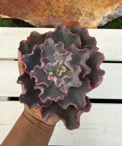 Echeveria verrugas F2