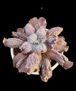 Echeveria purple horse