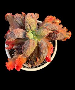 Echeveria Taurus