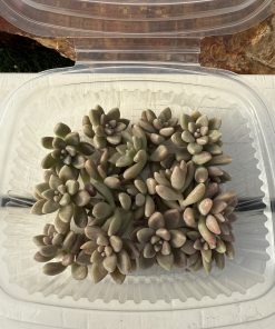 Graptopetalum 'Mirinae'