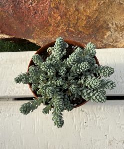 Sedum Dasyphyllum major ‘Blue tears’