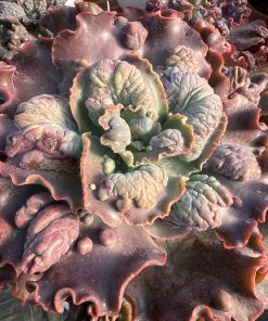 Echeveria cuenca