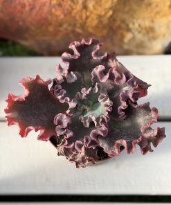 Echeveria Bubble gum