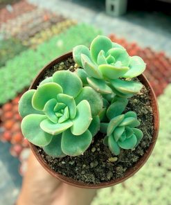 Echeveria Nicksana