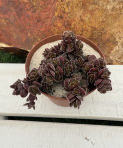 Crassula lanuginosa var. pachystemon 'david'