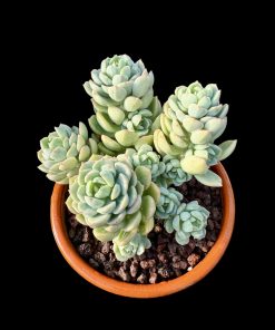 Sedeveria 'Spring Jade'